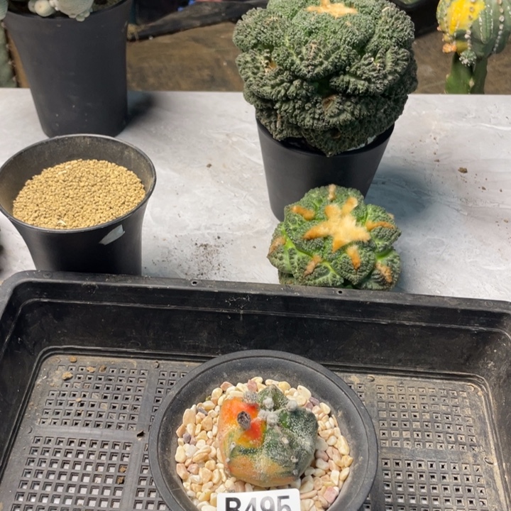 495栾锦仙人球一个