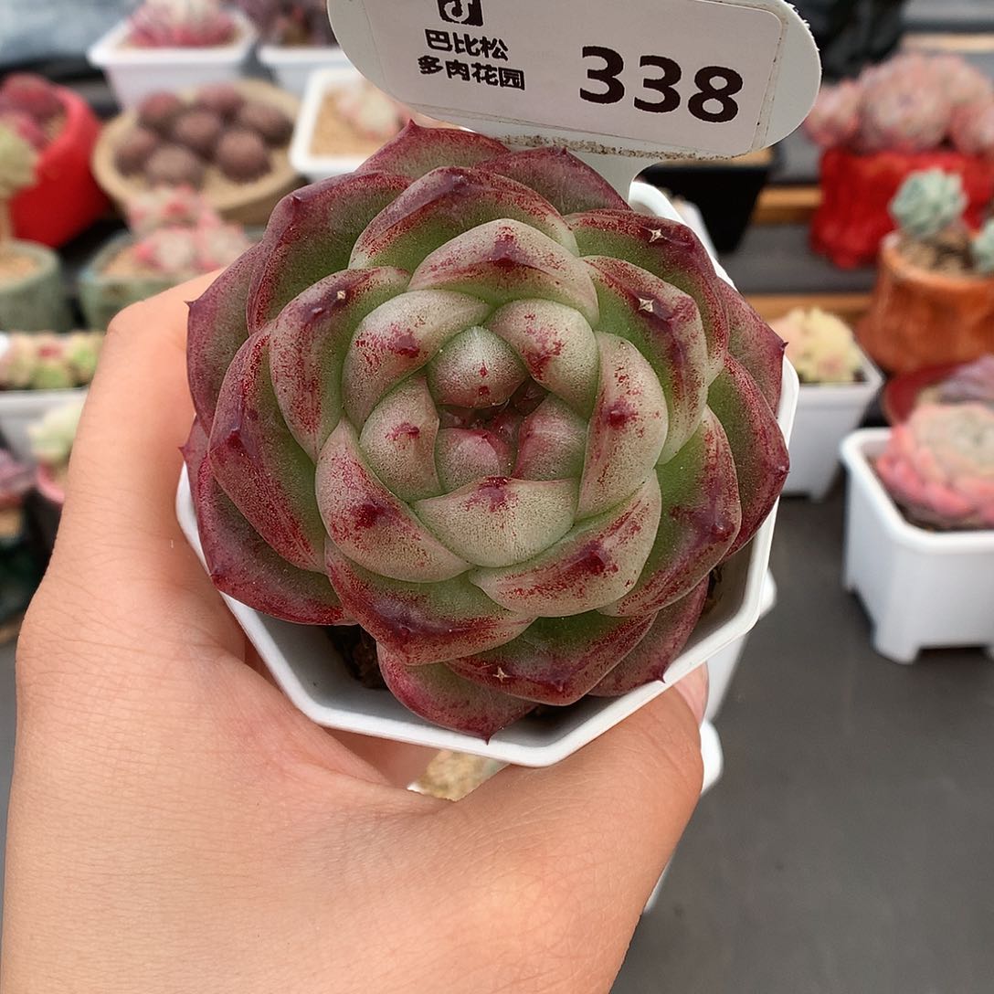 338翡翠珍妮带再多肉