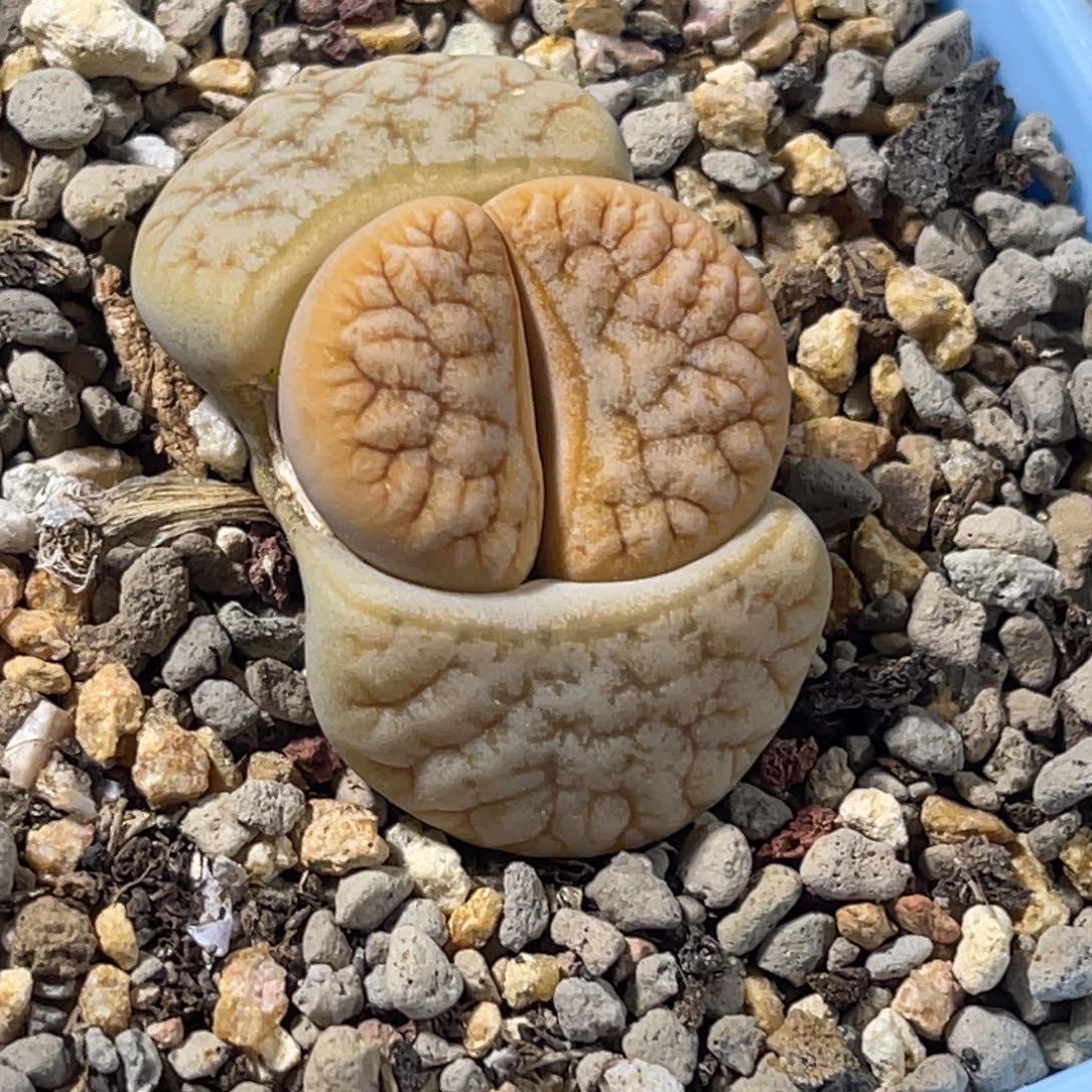 7182睫毛莲花拿铁189