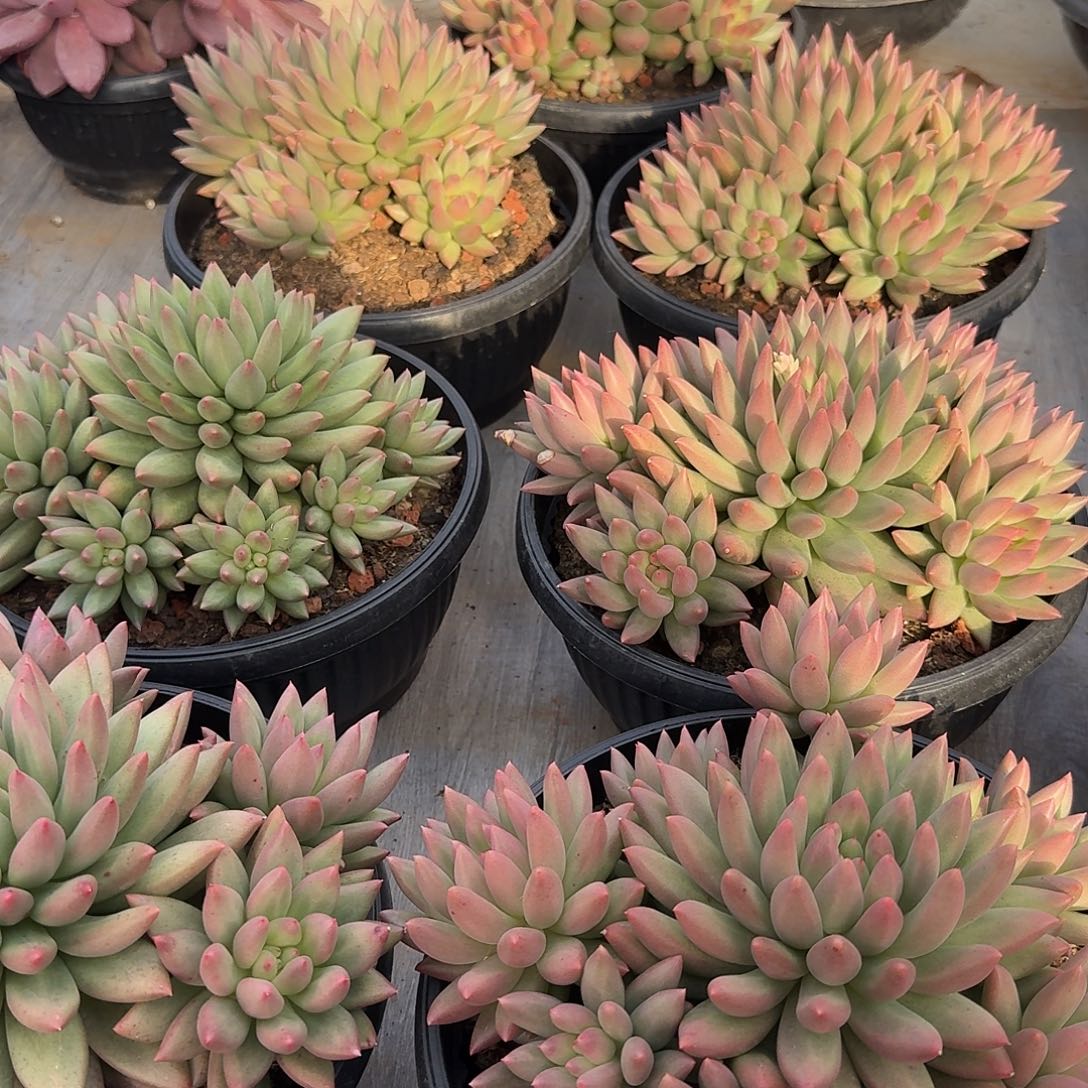 米其朵整无砍群生多肉