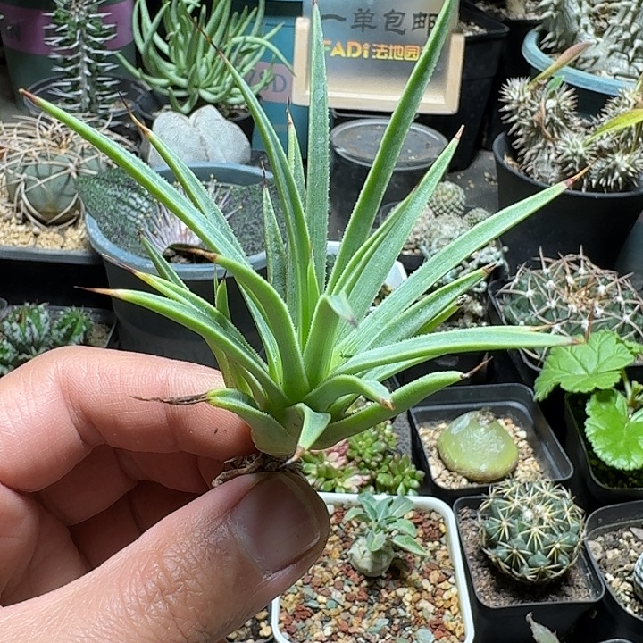 932黄体姬吹上脱土发货