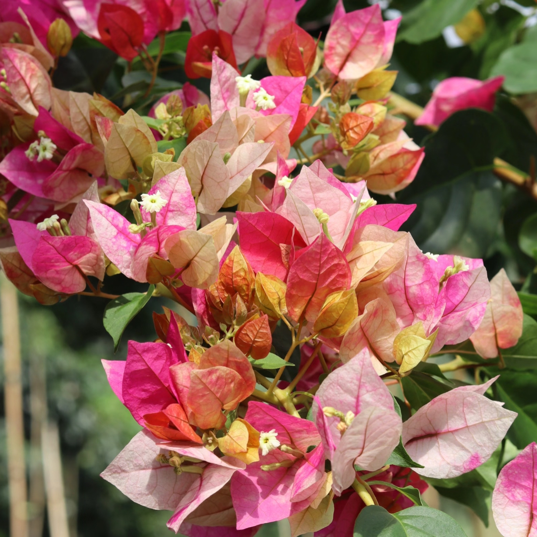 【娆】四季开花勤花（落花落叶不售后一个月内换盆不售后）哇塞3