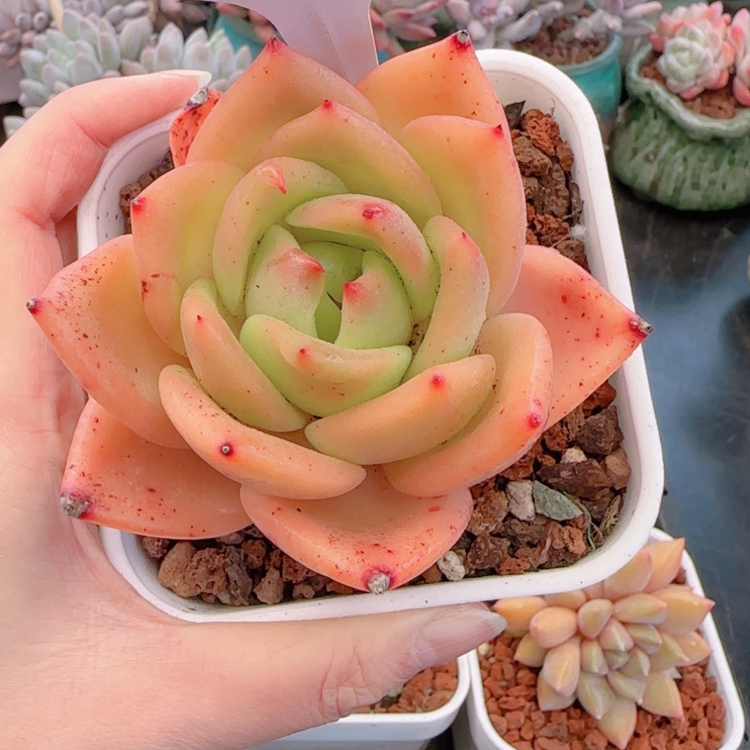 多肉植物7897…………….