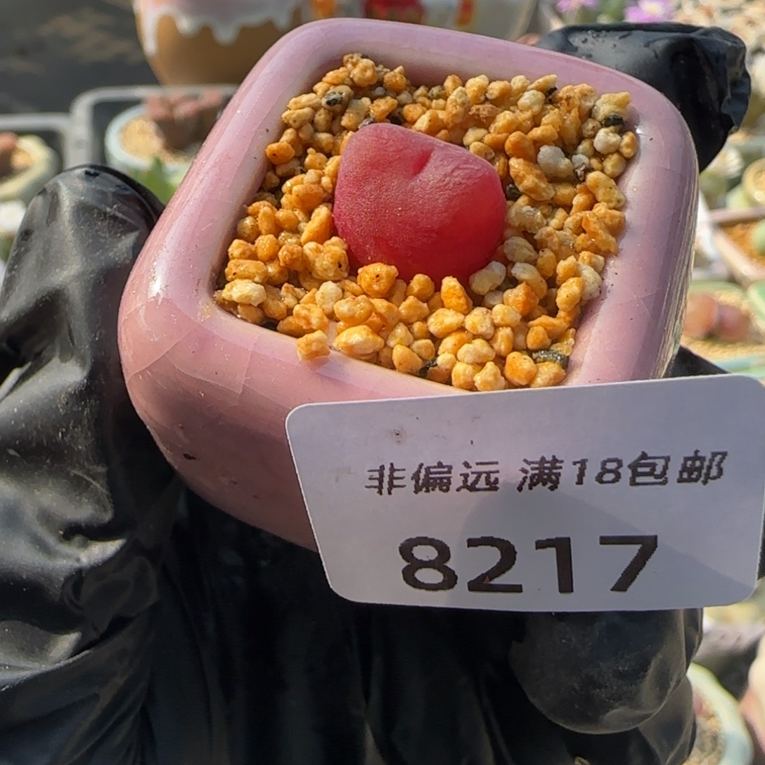 8217--一物一拍 带盆