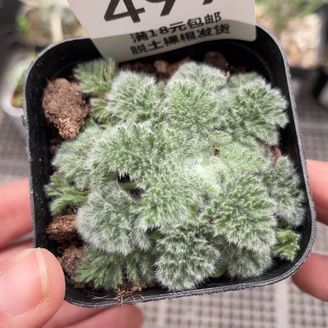499黑方盆羽叶洋葵（满18元包邮）