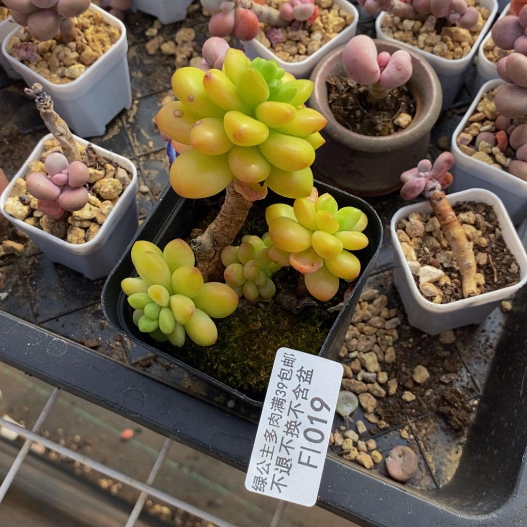 香格里拉019/6cm有砍