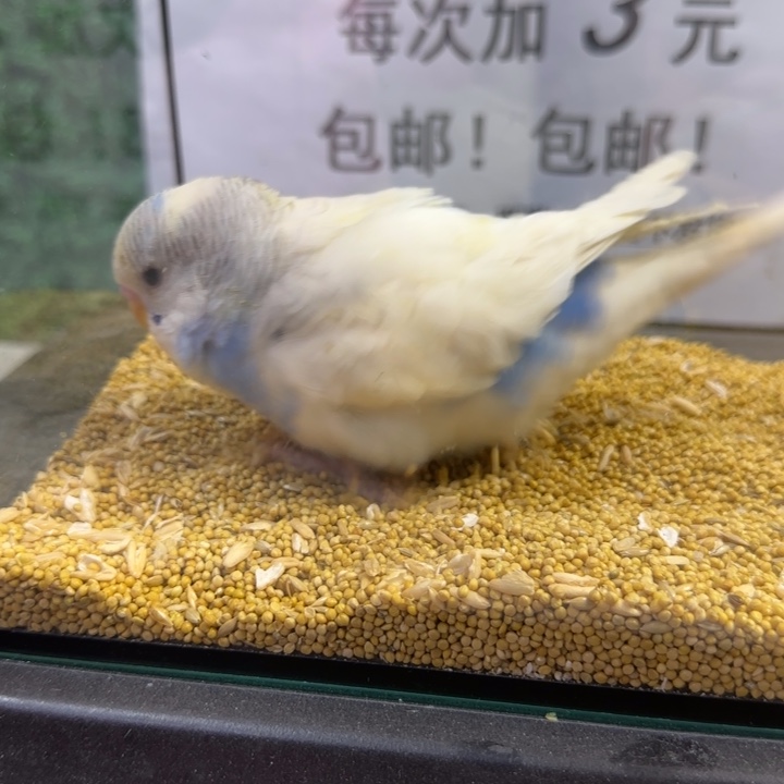 虎皮鹦鹉大头虎皮鹦鹉