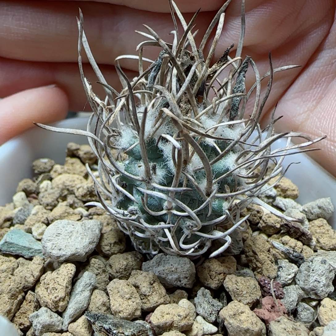 实生黄龙多肉00000