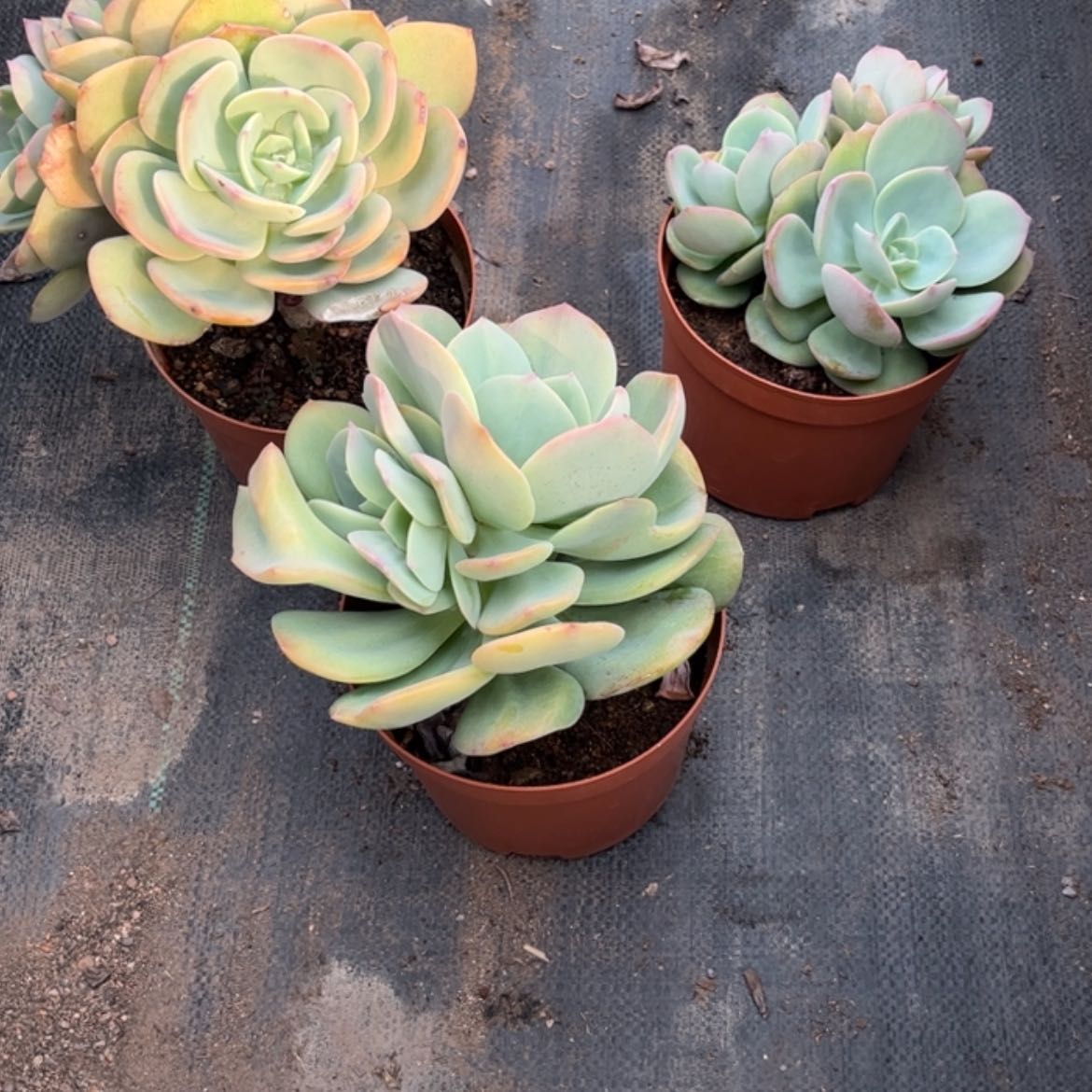 【闪购商品】无花朵冷**底