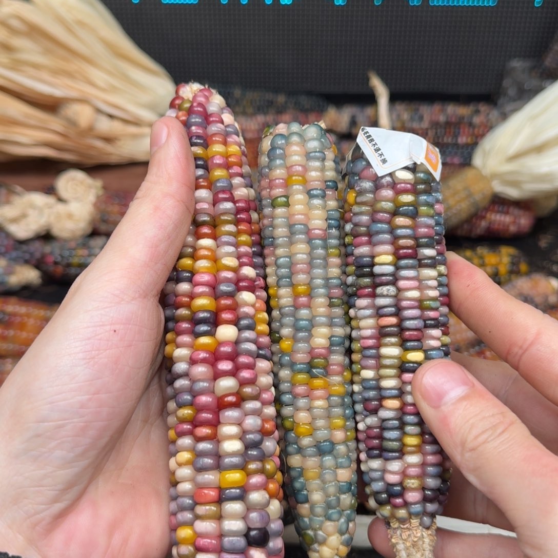 柏香籽/百香籽吊坠橙****