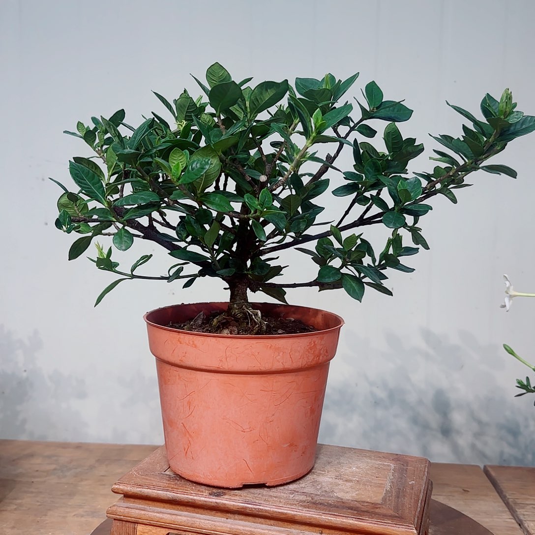 龙***）无花朵法莲栀子花