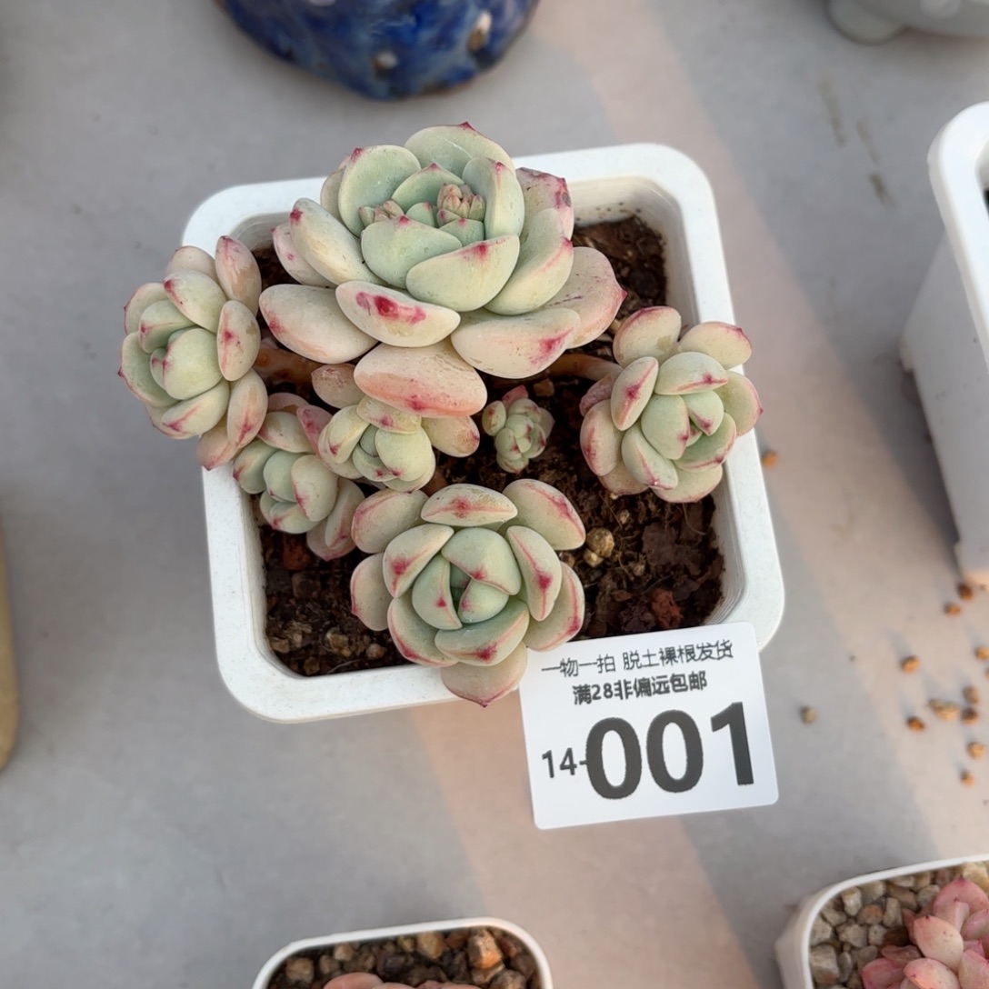 香草老桩多肉多肉