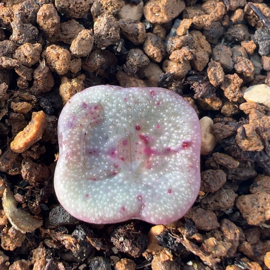 34多肉植物百科方碗