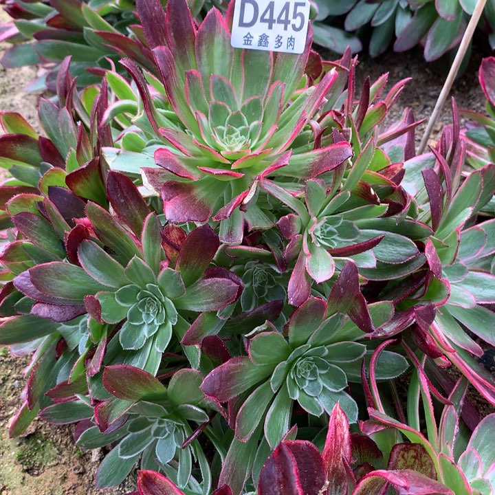 445多肉植物一物一拍