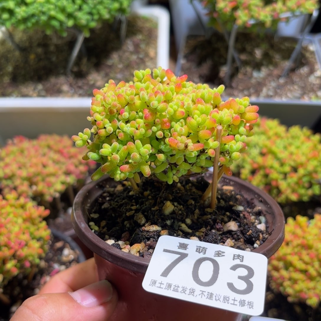 枝干番杏密橘糖球703