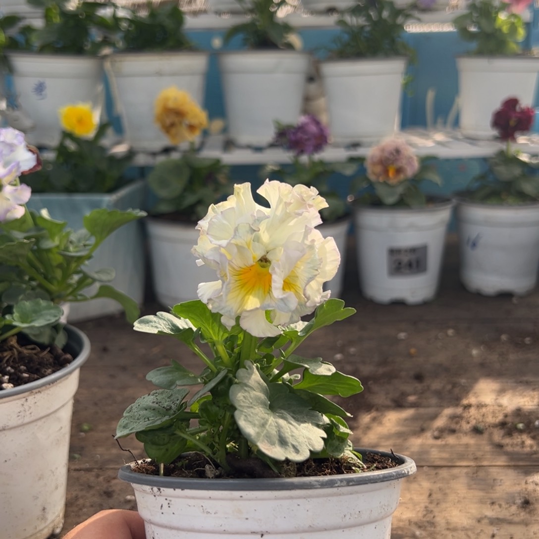 【闪购商品】完全开放052号