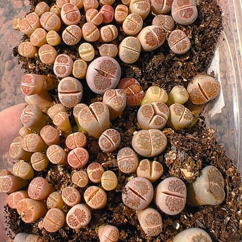 【闪购商品】25155