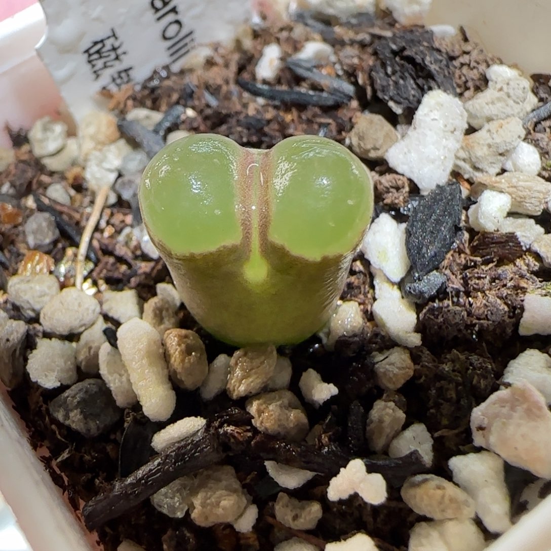 肉锥多肉植物百科-磁铁212