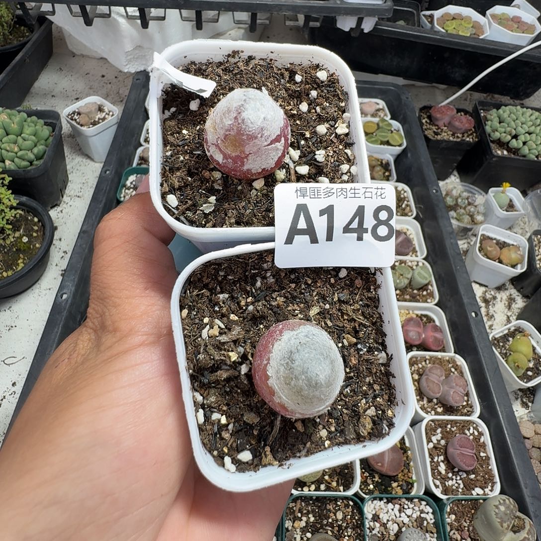 148多肉植物多肉植物