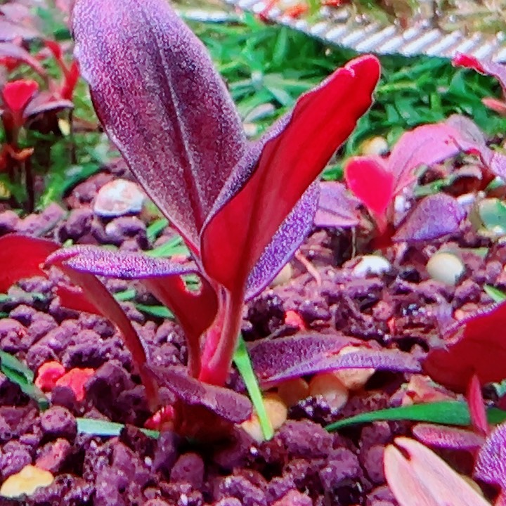 福利46福利一头植物