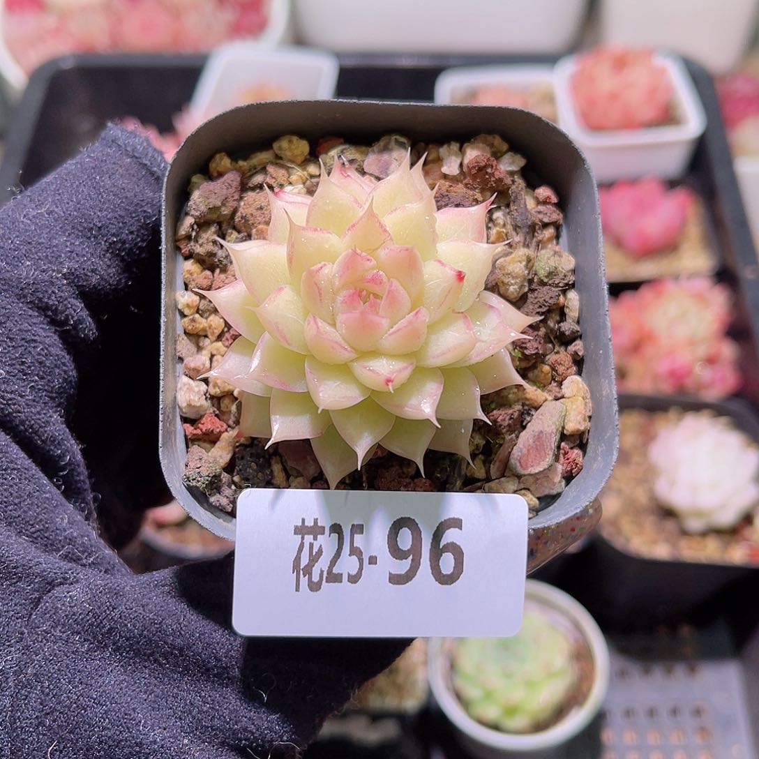 花利美25- 96女王玫瑰
