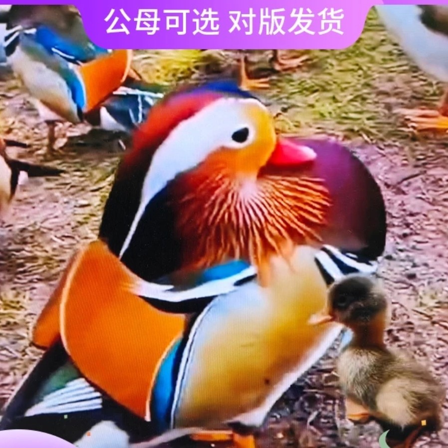 宠物鸭七彩宠物鸭观赏鸭顺丰包邮