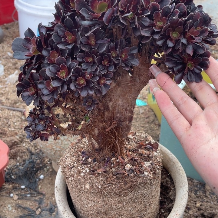 多肉的大长鼻啊呜呜啊呜太漂亮