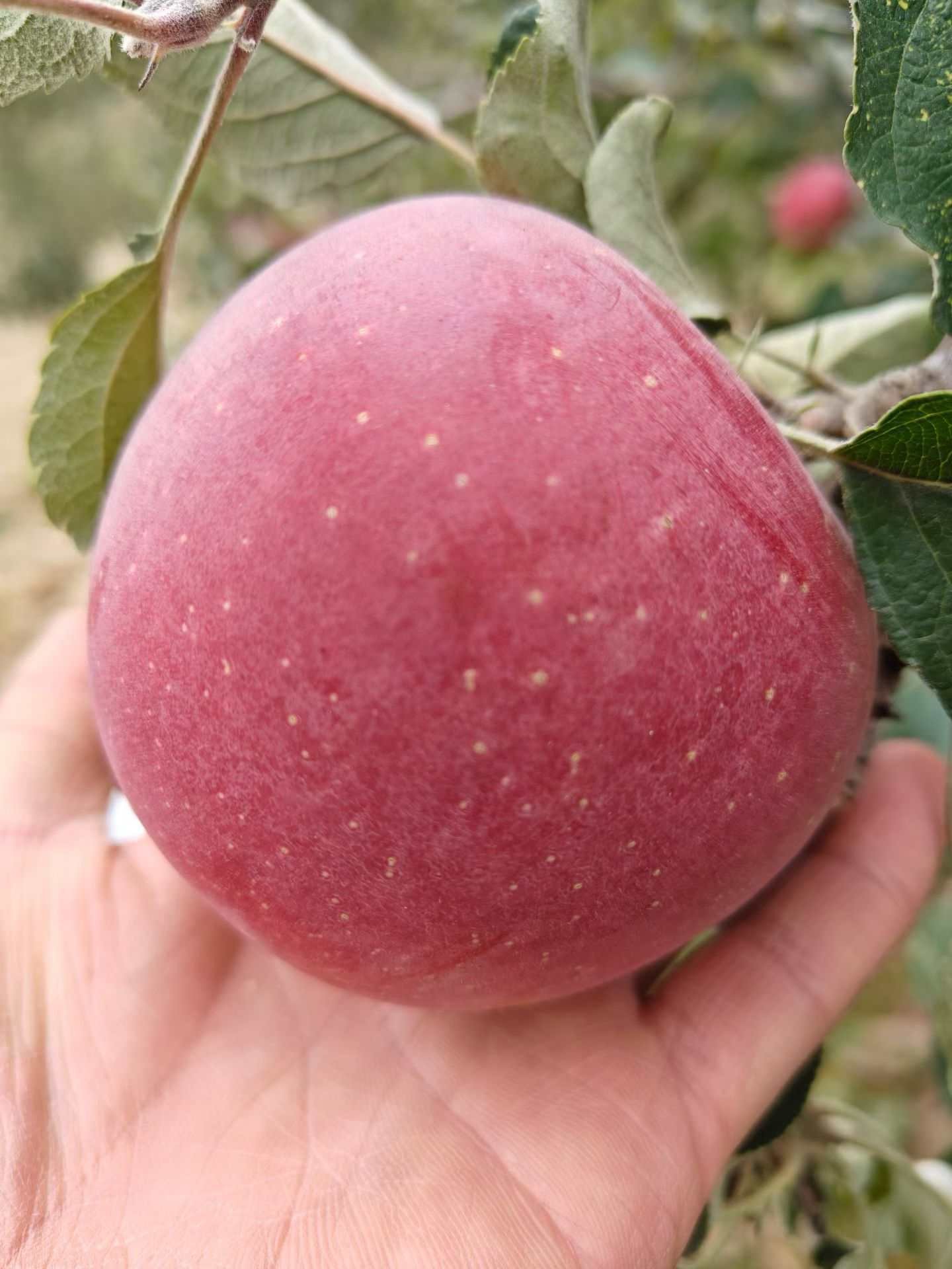 甘肃冰糖心红富士现摘新鲜脆苹果，不打蜡原产地直发【一箱】包邮