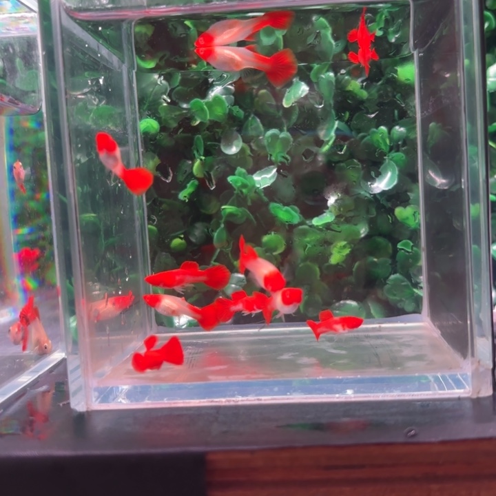 孔雀鱼鸿运当头双分水5对