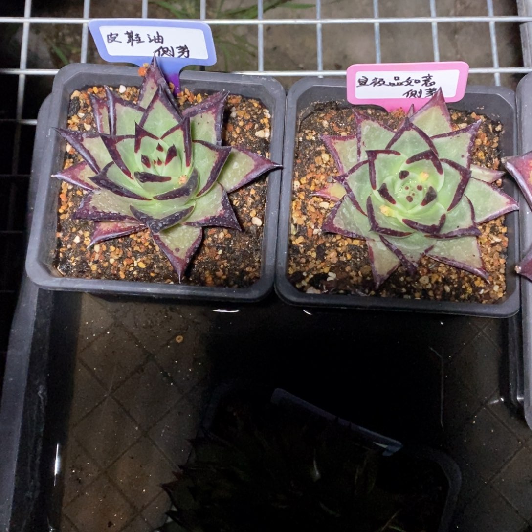 靜****)如意，皮鞋油两颗打包