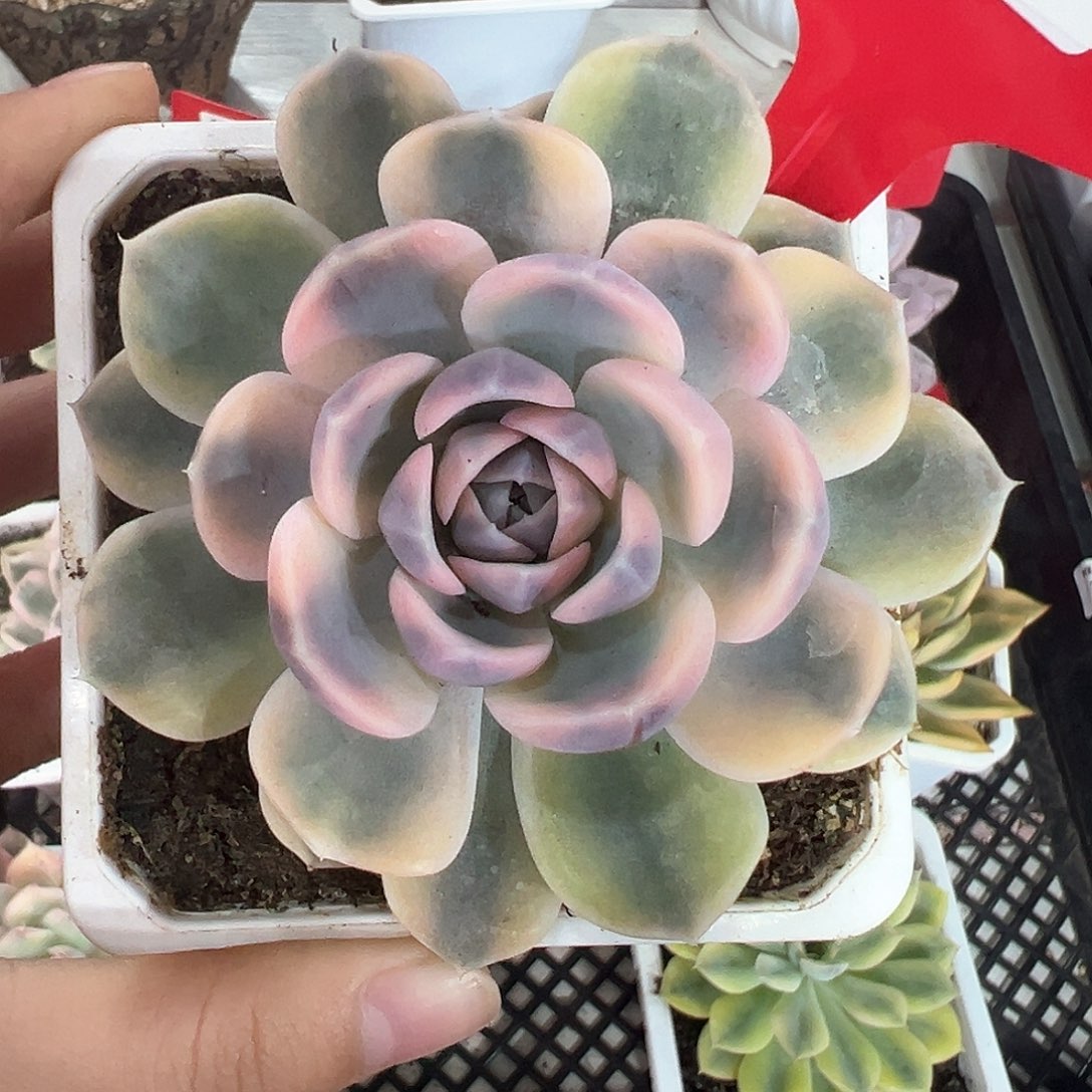 177号汉堡锦多肉植物