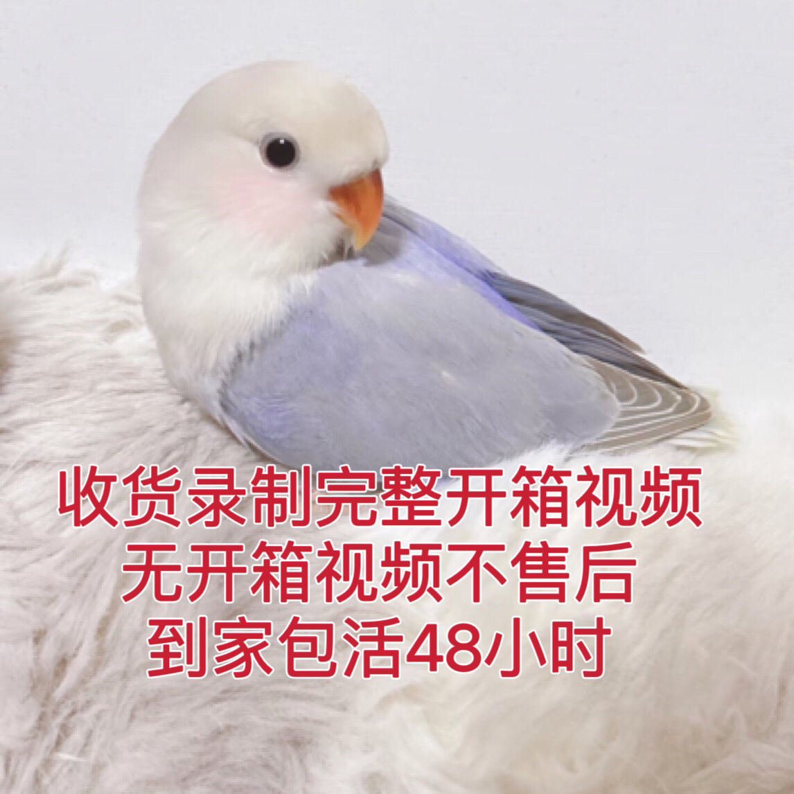 手养鹦鹉活体牡丹鹦鹉宠物鸟（直播间专拍）