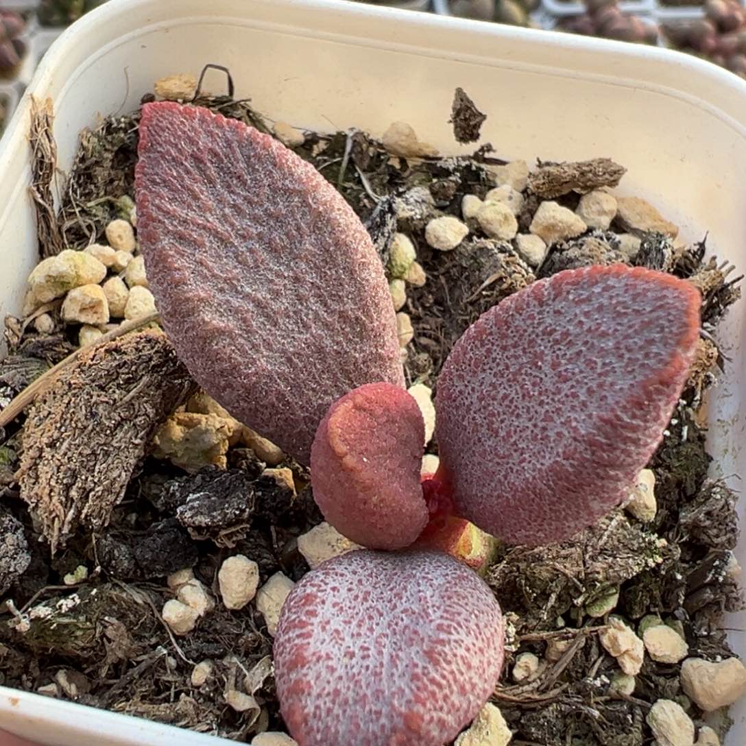 甜心单头纯木质桩多肉植物水泡