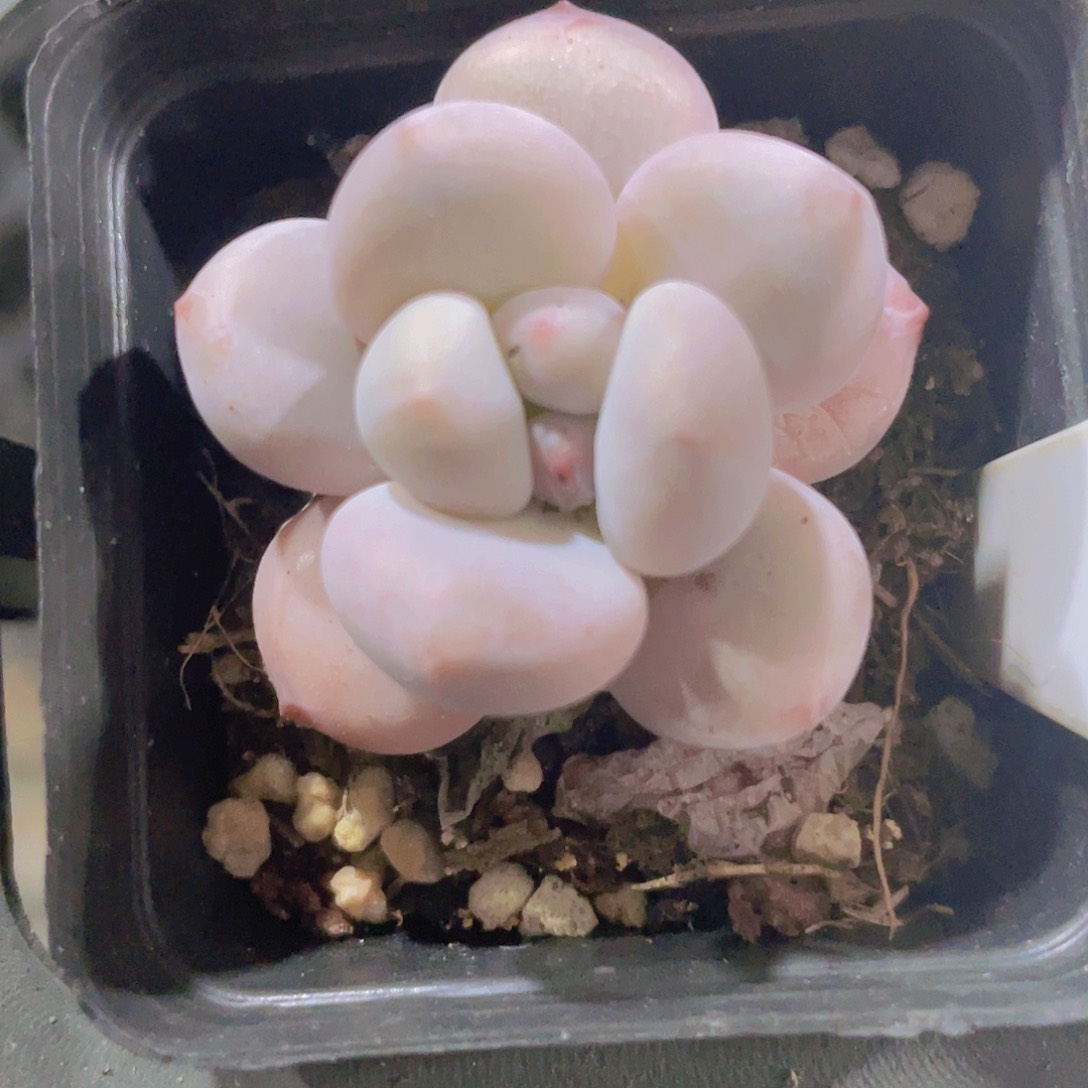 奶豆w041一物一拍