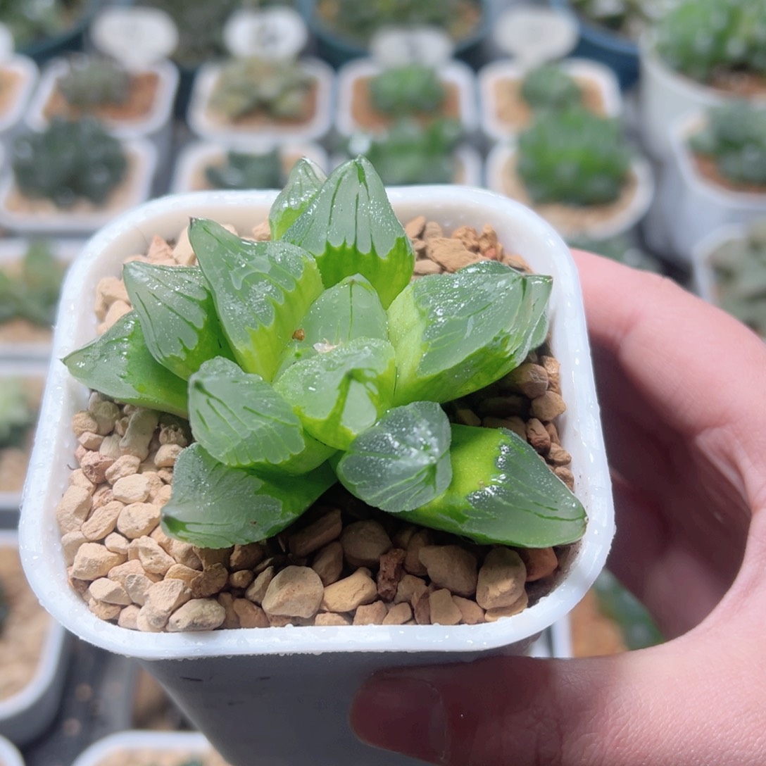 冰城寿玉露多肉植物