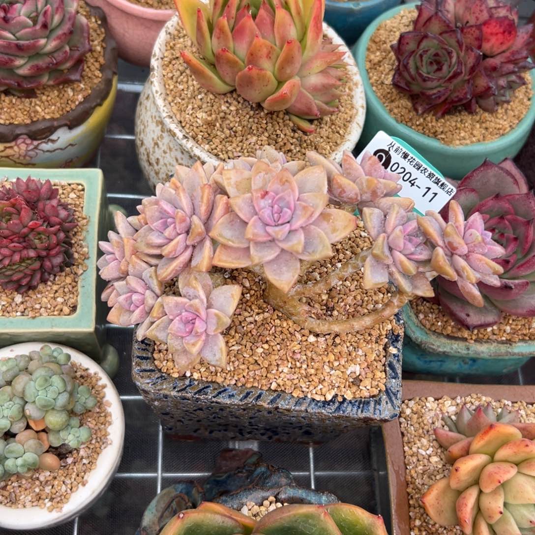 多肉一物一拍0204-11