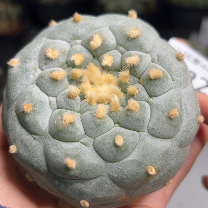 224 可帮发根可发货