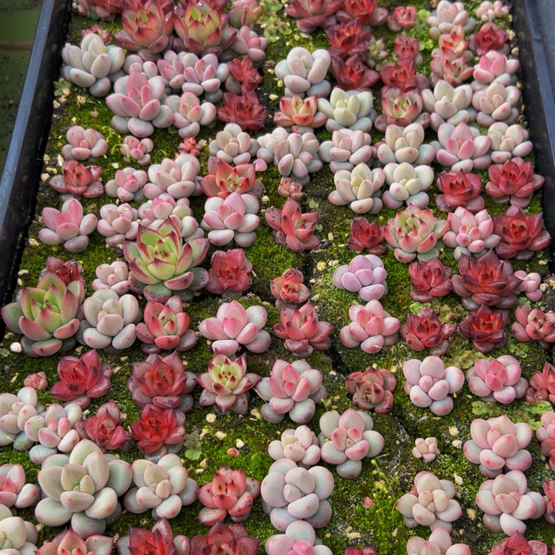 298多肉葡萄的味道是真的很好吃