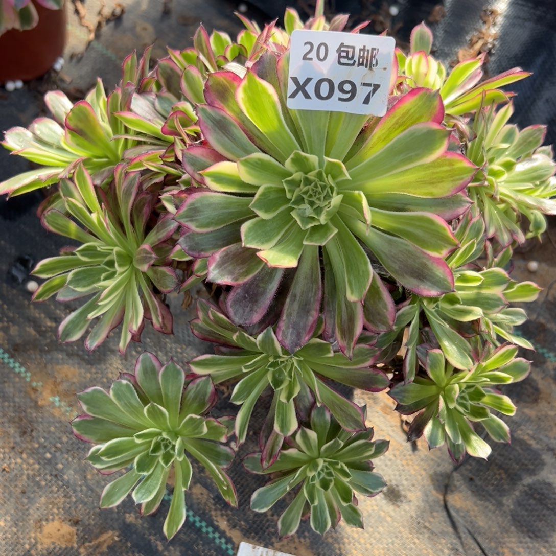 097天荷，满20包邮嘟叮熊