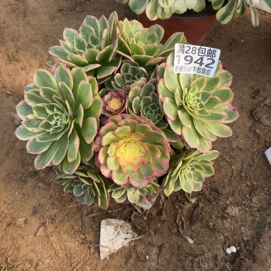 M. 1942海王多肉？aaeee