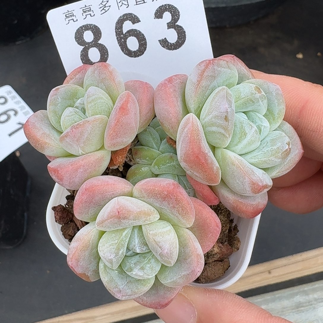 小脸冰玉          开播福利多肉