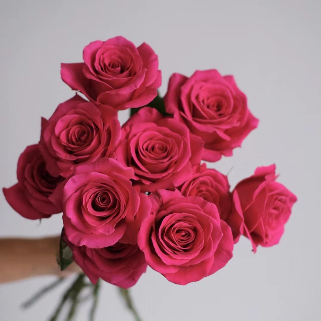 10枝弗洛伊德单头玫瑰（两单发顺丰或京东快递）云南鲜花基地直发