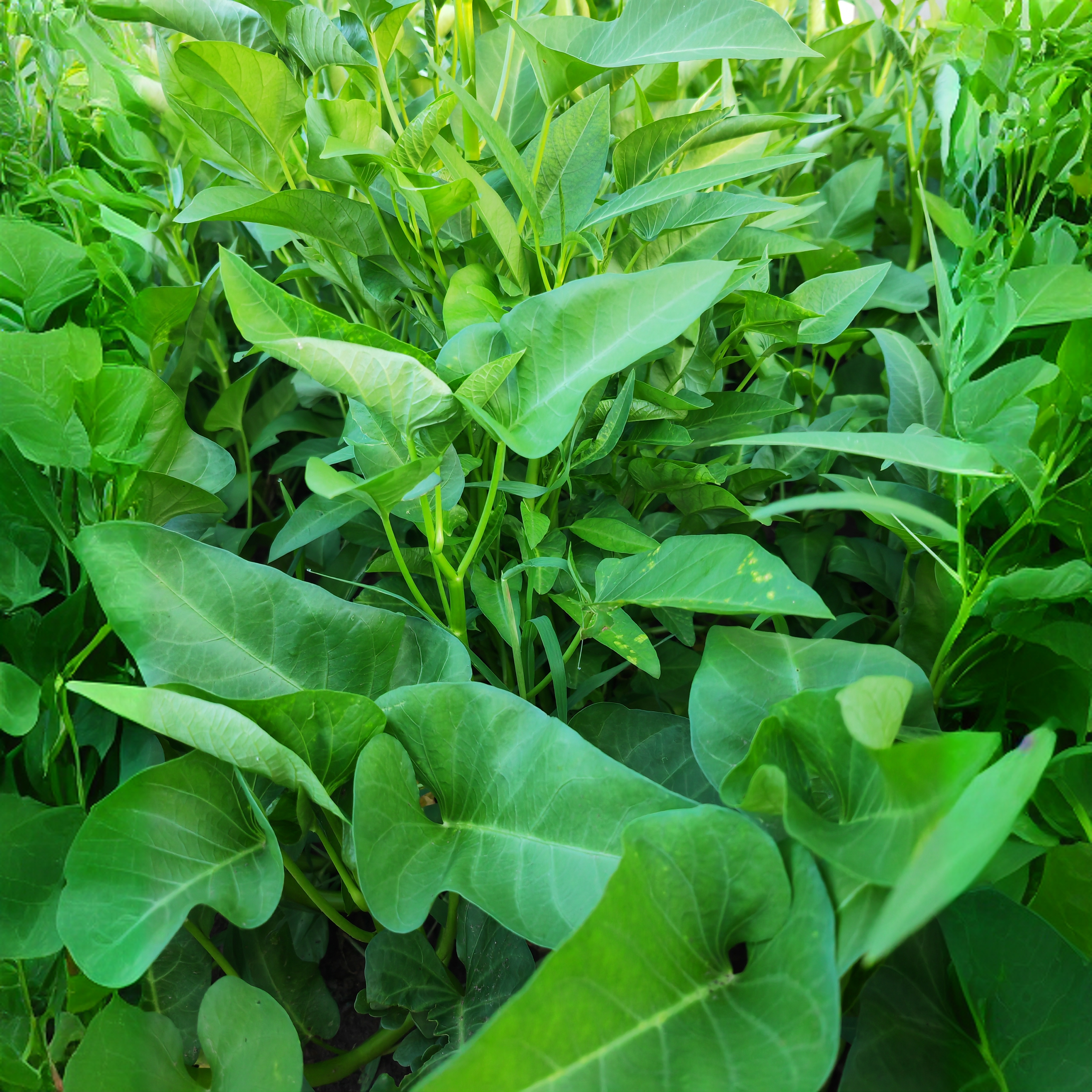 农家空心菜现摘现发藤藤菜通心菜时令蔬菜新鲜蕹菜包邮