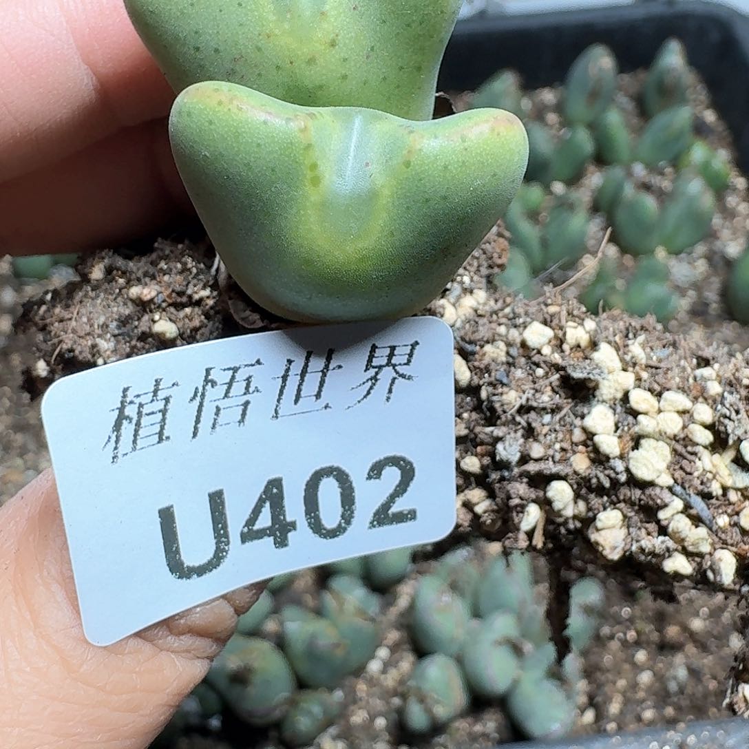402盒多肉植物哇我的错