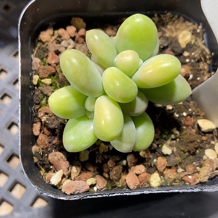 多肉植物芒果奶锦965