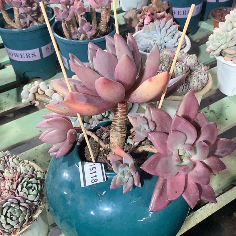 【闪购商品】。桃花源15118