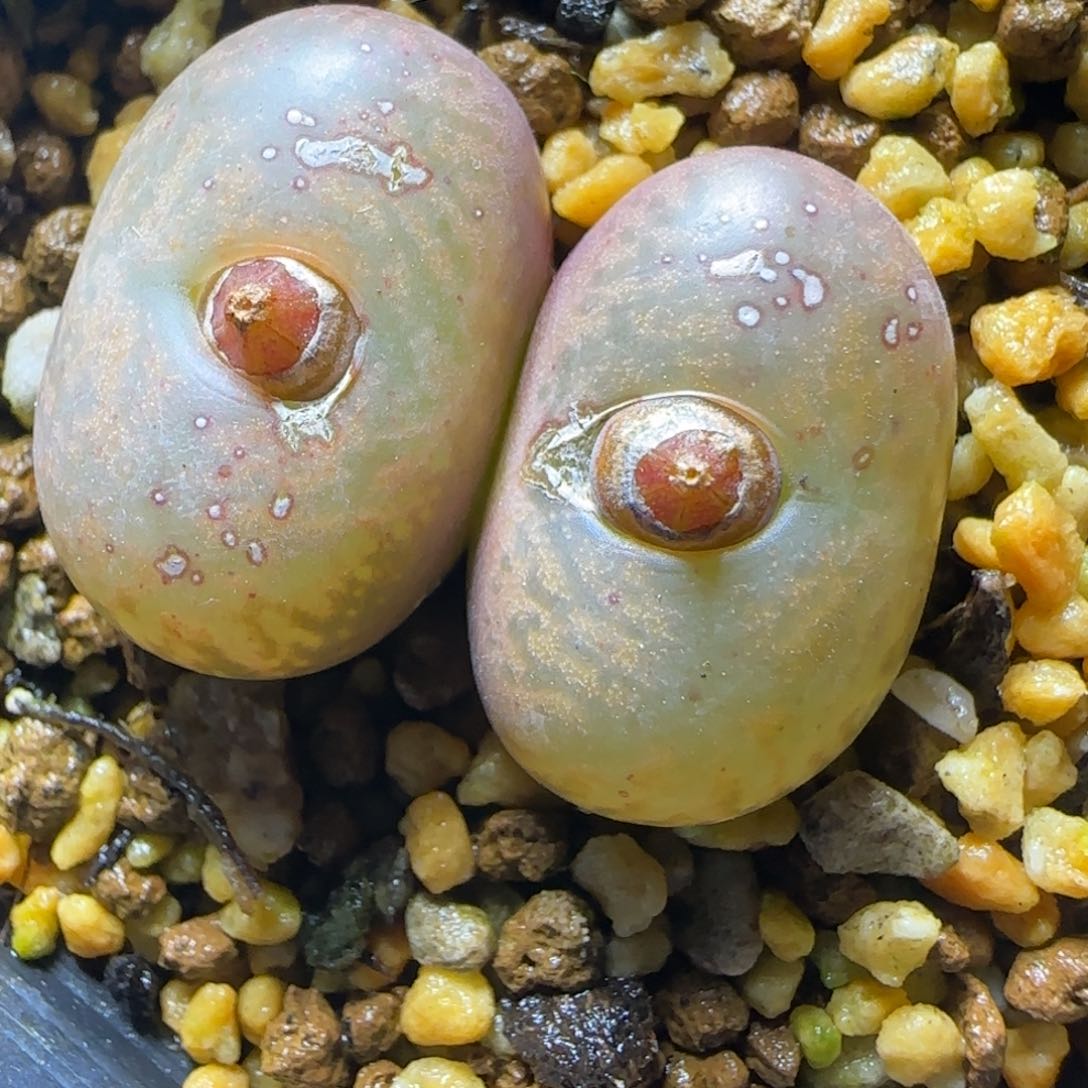 红嘴精品多肉墨杂67号