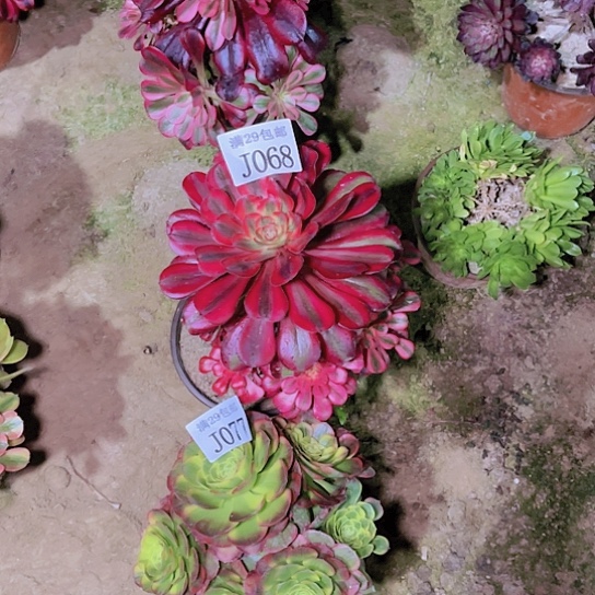 068077香奈儿多肉植物