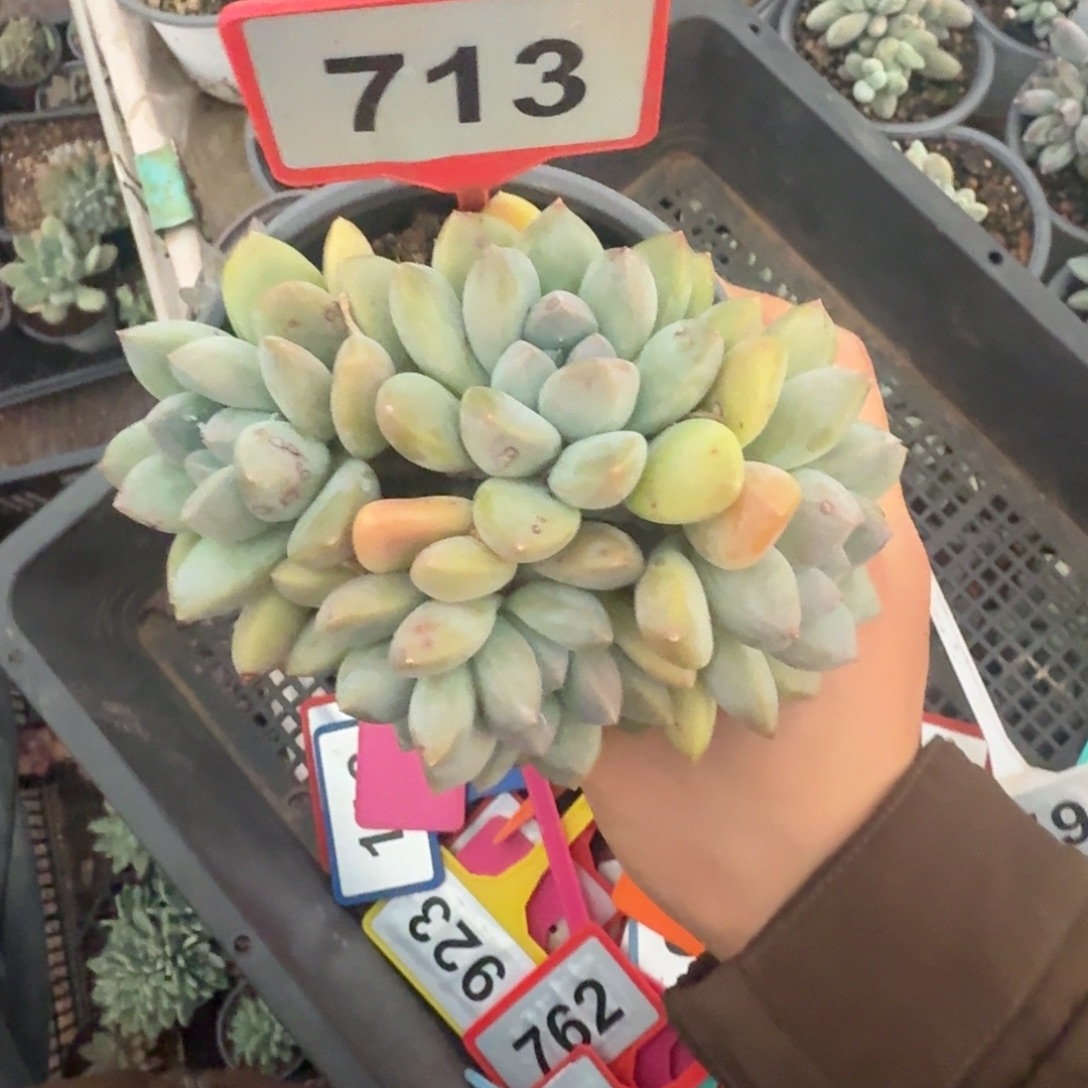 多肉植物奶糖群713