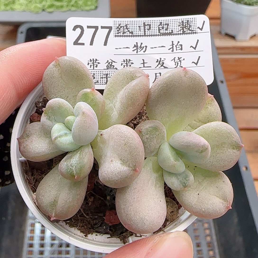 多肉0814-277比尔盖茨